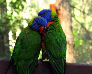 Preview wallpaper parrots, birds, couple, tenderness