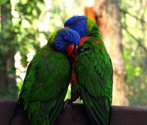 Preview wallpaper parrots, birds, couple, tenderness