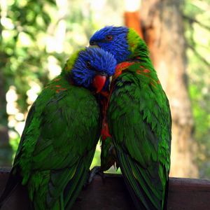 Preview wallpaper parrots, birds, couple, tenderness