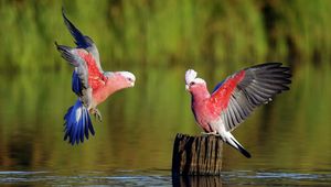 Preview wallpaper parrots, birds, feathers, sweep, color, river, tree stump, wood