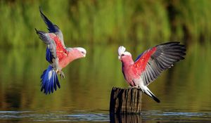Preview wallpaper parrots, birds, feathers, sweep, color, river, tree stump, wood