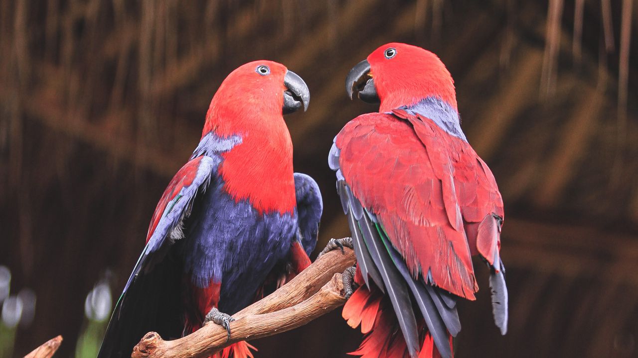 Wallpaper parrots, birds, red, branch