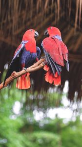 Preview wallpaper parrots, birds, red, branch