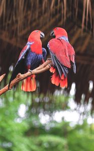 Preview wallpaper parrots, birds, red, branch