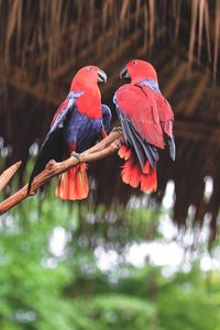 Preview wallpaper parrots, birds, red, branch