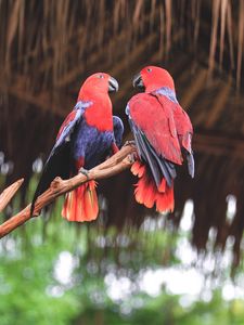 Preview wallpaper parrots, birds, red, branch