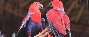 Preview wallpaper parrots, birds, red, branch