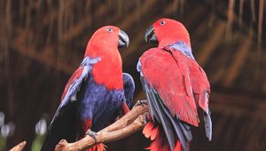 Preview wallpaper parrots, birds, red, branch