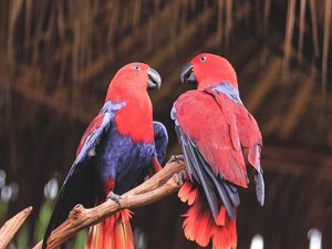 Preview wallpaper parrots, birds, red, branch