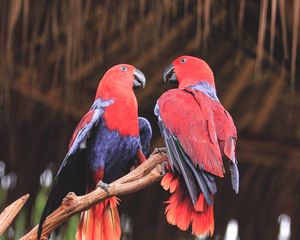 Preview wallpaper parrots, birds, red, branch