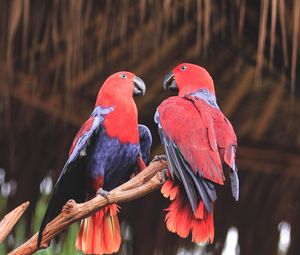 Preview wallpaper parrots, birds, red, branch