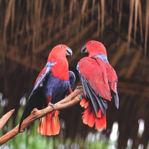 Preview wallpaper parrots, birds, red, branch