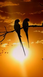 Preview wallpaper parrots, branch, sun, birds, twilight, sunset