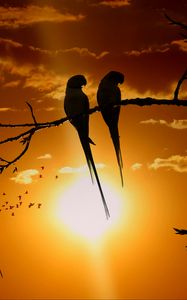 Preview wallpaper parrots, branch, sun, birds, twilight, sunset