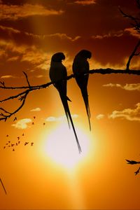 Preview wallpaper parrots, branch, sun, birds, twilight, sunset