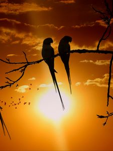 Preview wallpaper parrots, branch, sun, birds, twilight, sunset