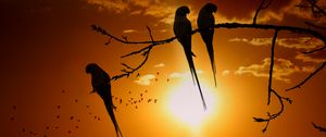 Preview wallpaper parrots, branch, sun, birds, twilight, sunset