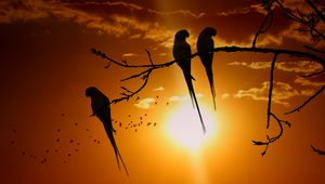 Preview wallpaper parrots, branch, sun, birds, twilight, sunset