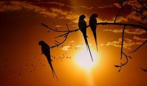 Preview wallpaper parrots, branch, sun, birds, twilight, sunset