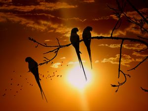 Preview wallpaper parrots, branch, sun, birds, twilight, sunset