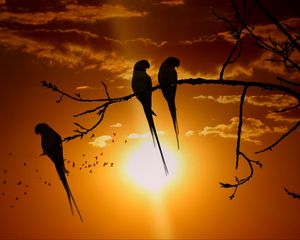 Preview wallpaper parrots, branch, sun, birds, twilight, sunset