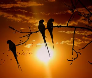 Preview wallpaper parrots, branch, sun, birds, twilight, sunset