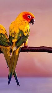 Preview wallpaper parrots, color, tail, branch, sit