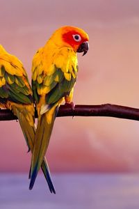 Preview wallpaper parrots, color, tail, branch, sit