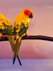 Preview wallpaper parrots, color, tail, branch, sit