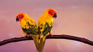 Preview wallpaper parrots, color, tail, branch, sit