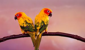 Preview wallpaper parrots, color, tail, branch, sit