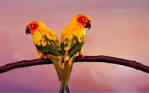 Preview wallpaper parrots, color, tail, branch, sit