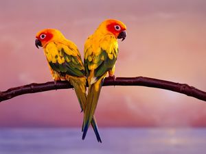 Preview wallpaper parrots, color, tail, branch, sit