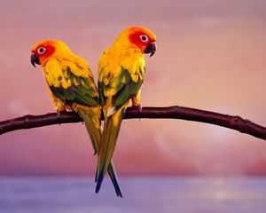 Preview wallpaper parrots, color, tail, branch, sit