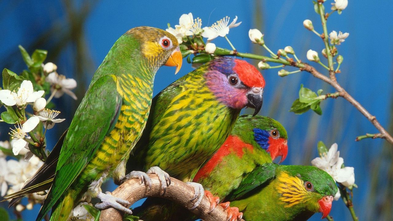 Wallpaper parrots, colorful, bird, branch