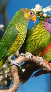 Preview wallpaper parrots, colorful, bird, branch