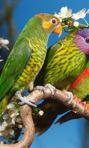 Preview wallpaper parrots, colorful, bird, branch