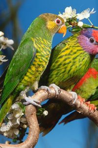 Preview wallpaper parrots, colorful, bird, branch