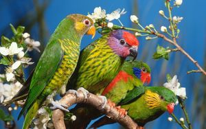 Preview wallpaper parrots, colorful, bird, branch