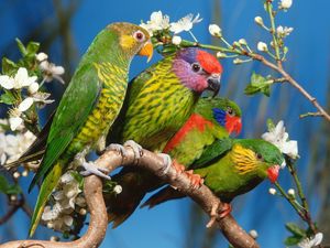 Preview wallpaper parrots, colorful, bird, branch