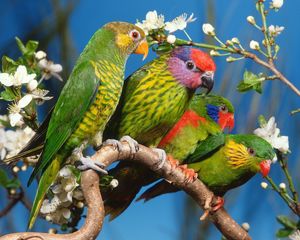 Preview wallpaper parrots, colorful, bird, branch