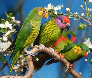 Preview wallpaper parrots, colorful, bird, branch