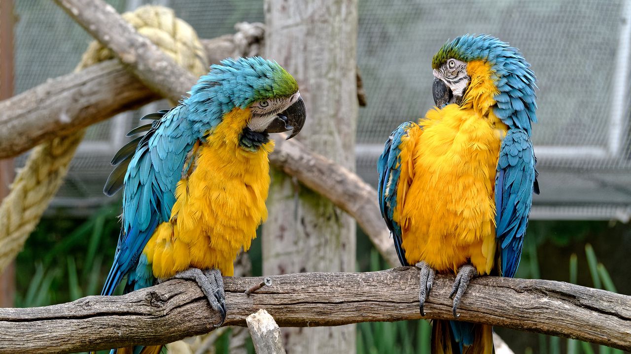 Wallpaper parrots, couple, birds, zoo
