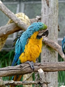 Preview wallpaper parrots, couple, birds, zoo