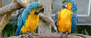 Preview wallpaper parrots, couple, birds, zoo