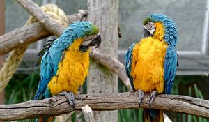 Preview wallpaper parrots, couple, birds, zoo