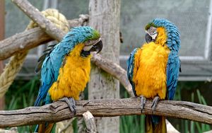 Preview wallpaper parrots, couple, birds, zoo