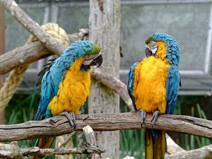 Preview wallpaper parrots, couple, birds, zoo