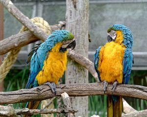 Preview wallpaper parrots, couple, birds, zoo