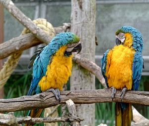 Preview wallpaper parrots, couple, birds, zoo